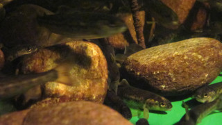 In enriched rearing method structures are added to rearing tanks to increase habitat complexity and resemblance to natural conditions.