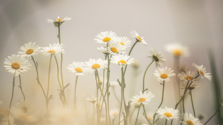 Opiskele kesällä sinulle sopivalla tavalla: Nauti opinnoistasi, nauti kesästä!