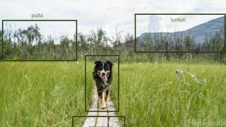 Kuvantunnistus on yksi tekoälyn sovellutuksista.