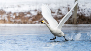 Laulujoutsen. Kuva: Ari Lehtiö