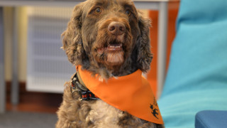 Portugalinvesikoira Kasper