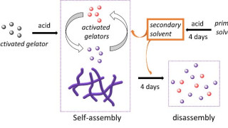 The solvent controls the chemical reactions responsible for the gel formation. The lifespan of the gel is four days. However, swelling expands the lifetime up to seven months, during which the gel matrix is also changing.