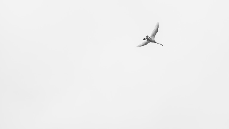 Geometric measure theory and harmonic analysis