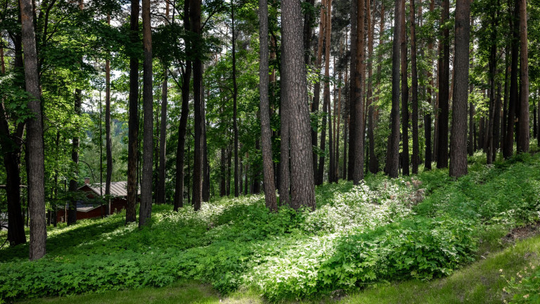 Seminaarinrinteen harjumännikkö.