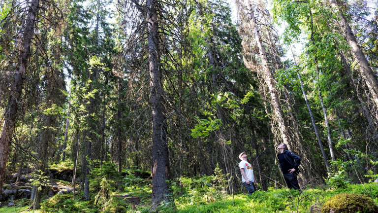 Ilkka Pölönen ja Kimmo Riihiaho etsivät hyönteistuhoja Laajavuoren metsässä.