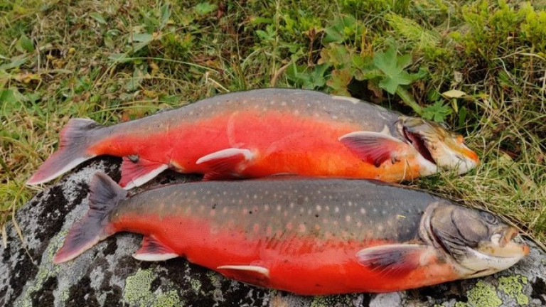 Charr caught from a subarctic lake in Finnish Lapland