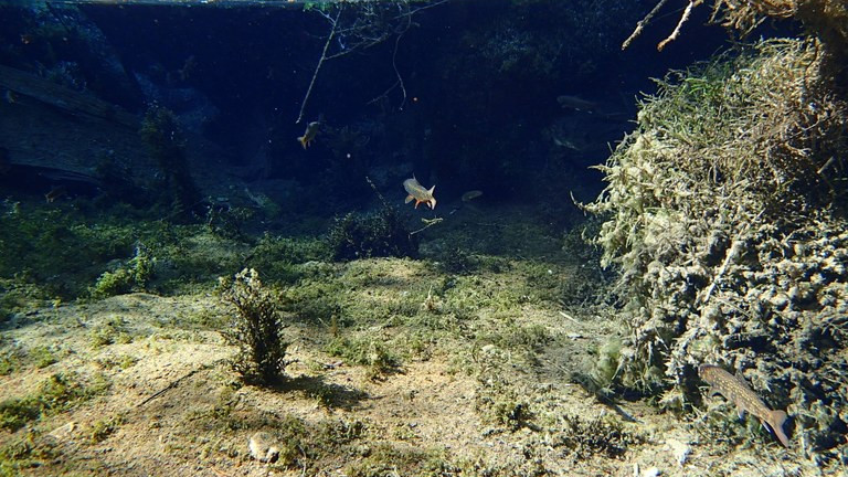 Charr swimming in a Japanese stream