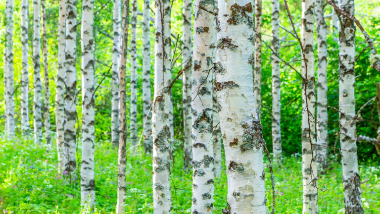 Suomelle tyypillinen ja teollisesti merkittävä lehtipuu
