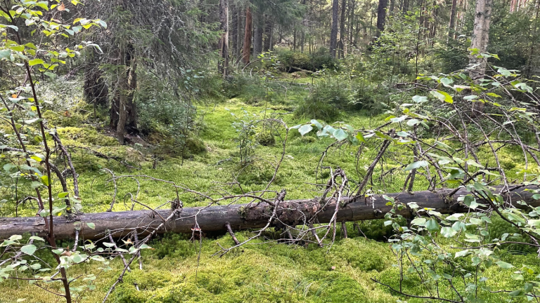 Ennallistettu suometsä Kuusimäki, Suomi