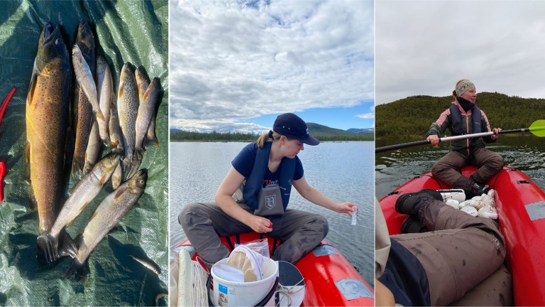 Field work in Abisko, August 2023
