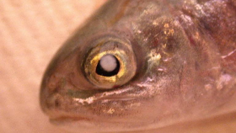 Parasiteinduced cataracts