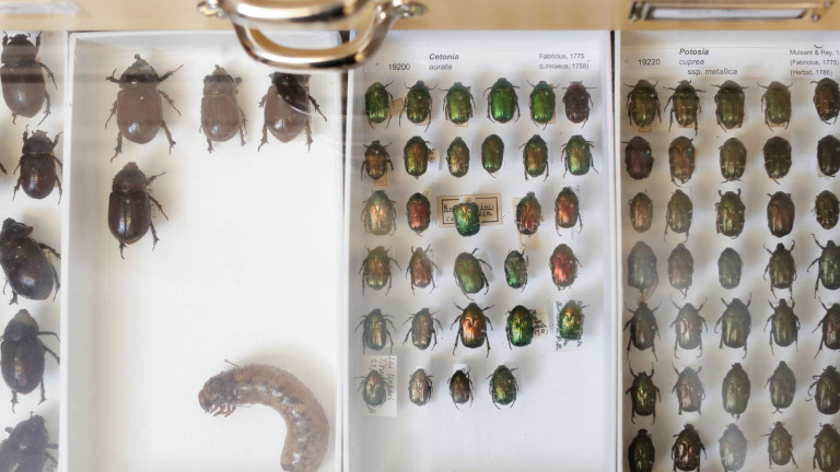 JYU:n luontomuseossa on kuoriaiskokoelma.