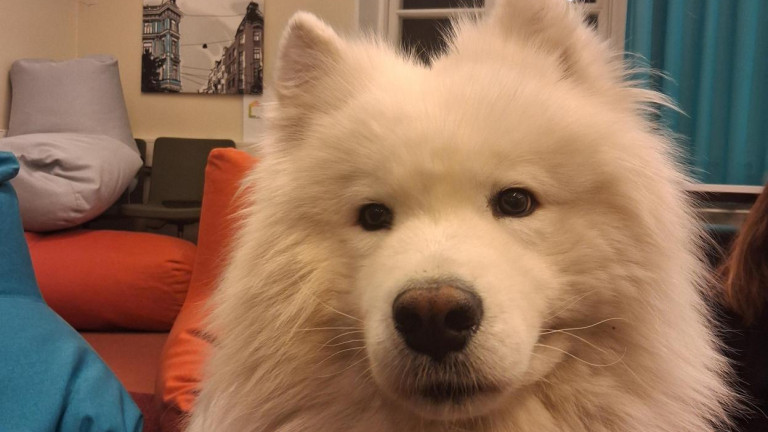 kaverikoira Jalo samojedi