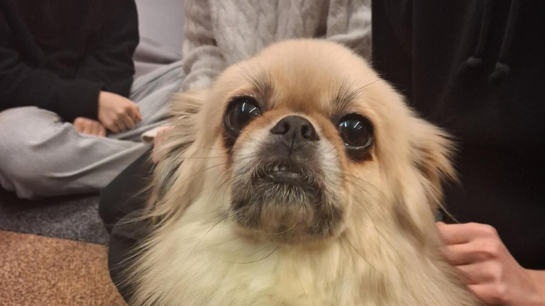 kaverikoira Mila, tiibetinspanieli