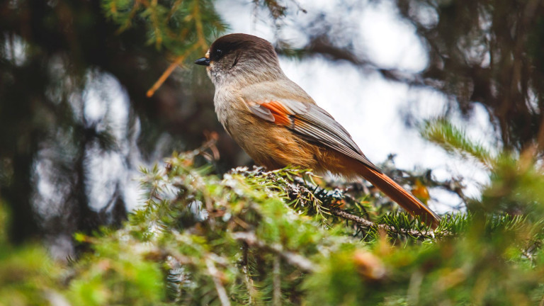 Metsä kuukkeli kuvituskuva