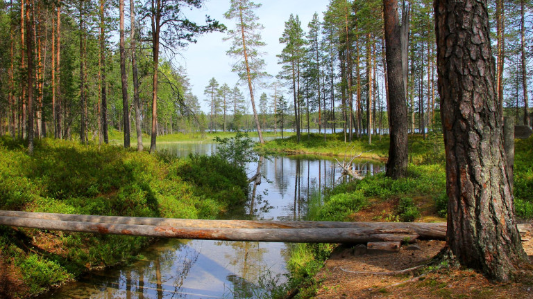 Metsä 2 kuvituskuva