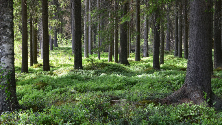 Metsä 5 kuvituskuva