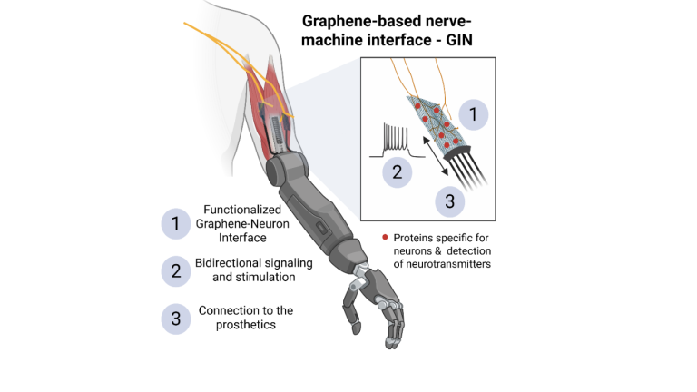 Figure 1. Idea of the GIN project. The interface device measures nerve signals for controlling a robotic arm, and stimulates nerves for delivering feedback from the prosthesis to the nervous system.