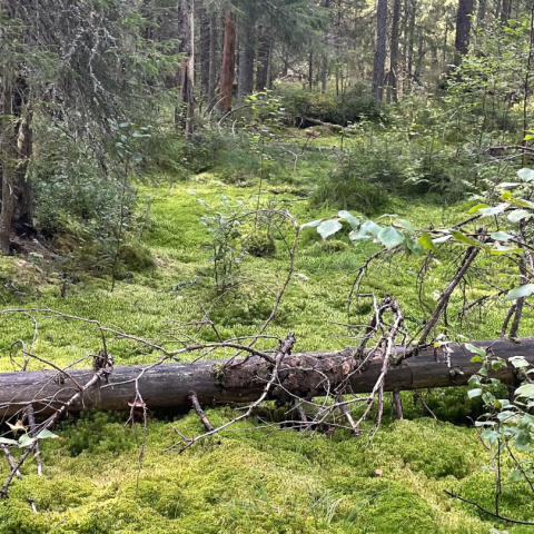 Ennallistettu suometsä Kuusimäki, Suomi