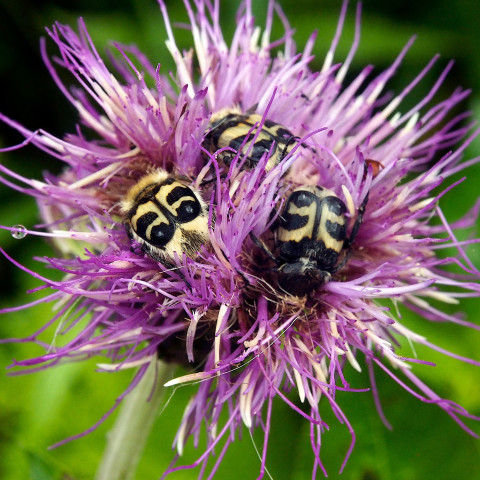 Keltamustia kimalaiskuoriaisia violetin nurmikaunokin kukassa. Kuva Tuomo Kuitunen.