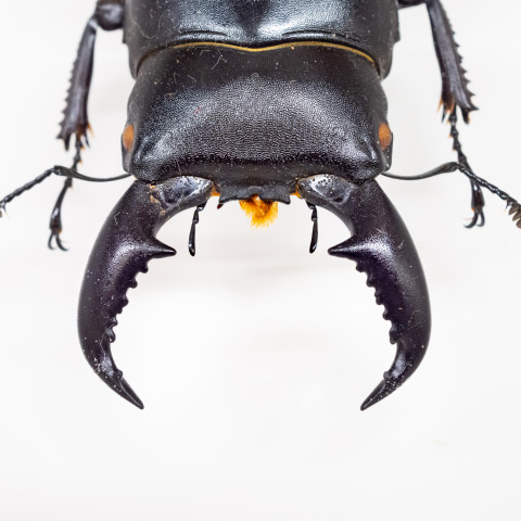 Luontomuseon kokoelmat