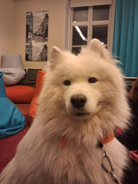 kaverikoira Jalo samojedi