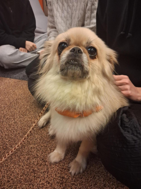 kaverikoira Mila, tiibetinspanieli