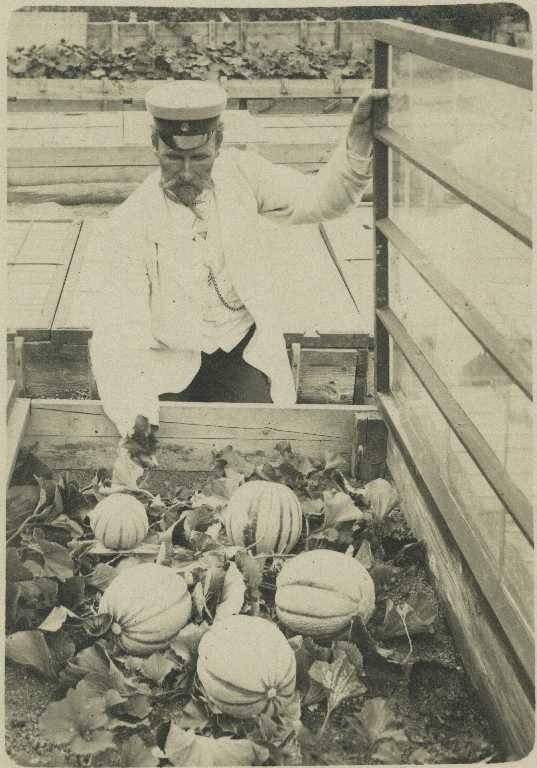 Puutarhuri Kalle Kalervo tarkistamassa kasvilavan kurpitsasatoa vuonna 190920 (?), Tiedemuseon kuvaarkisto