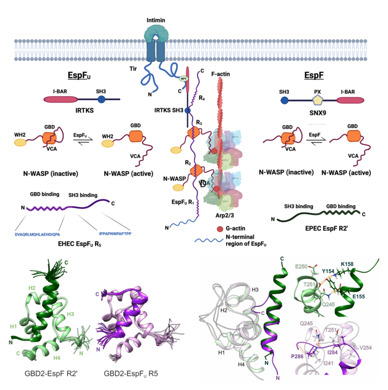 Figure. (Top) Schematic presentation of EspFU and EspF mediated rewiring of actin polymerization machinery. (Bottom) Solution NMR structures of EspFU R5 and EspF R2’ in complex with NWASP GBD. Created in BioRender. (2025)