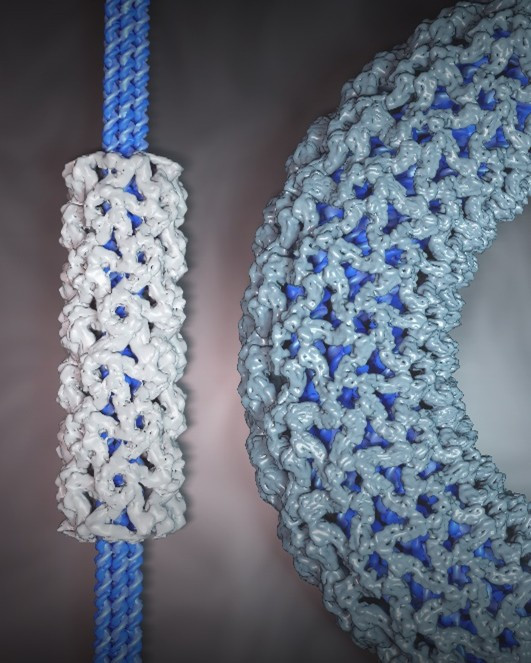 DNA and mRNA origami directed virus capsid polymorphism