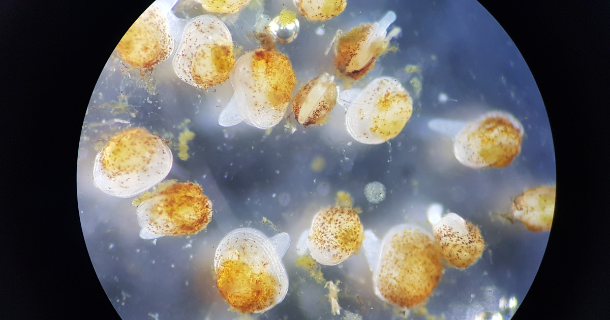 Freshwater pearl mussels to be revived – JYU leads large international ...