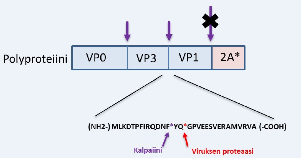 Host cell proteases can process viral capsid proteins | University of ...