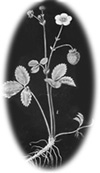 Kasvioppi